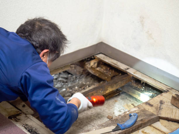 Moreno Valley, CA Mold Removal Company