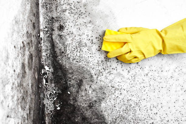 Best Affordable Mold Removal  in Moreno Valley, CA