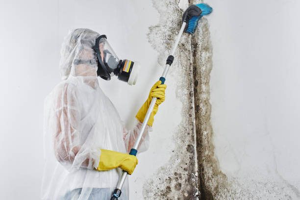 Best Mold Removal Specialists  in Moreno Valley, CA