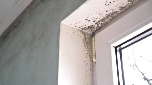 Best Commercial Mold Removal  in Moreno Valley, CA