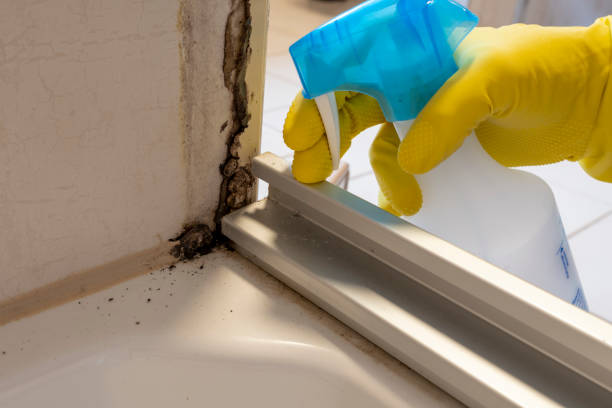 Best Mold Removal Company Near Me  in Moreno Valley, CA