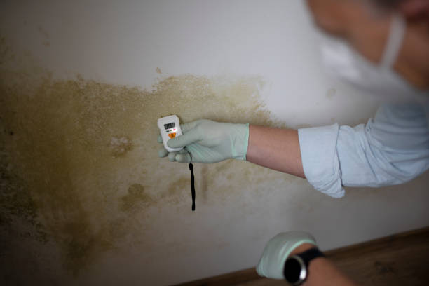 Best Residential Mold Removal  in Moreno Valley, CA