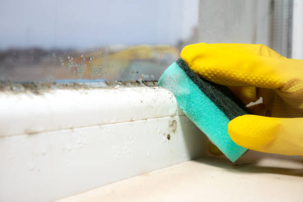 Best Black Mold Removal  in Moreno Valley, CA