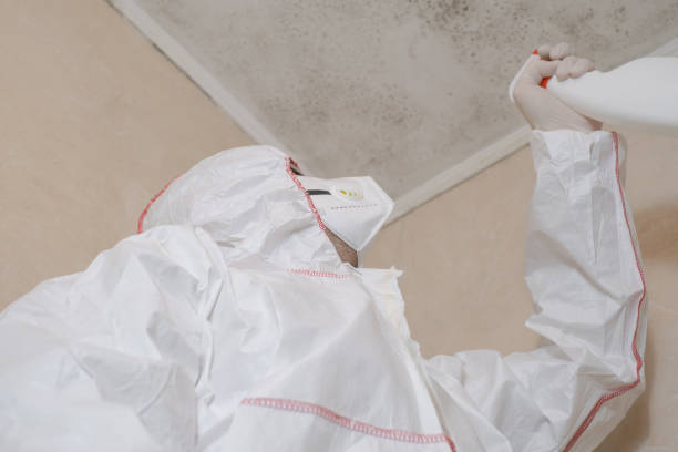 Best Mold Removal Company Near Me  in Moreno Valley, CA