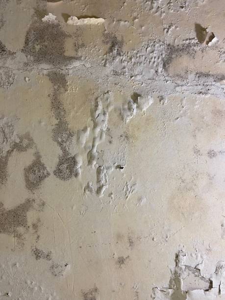 Best Black Mold Removal  in Moreno Valley, CA