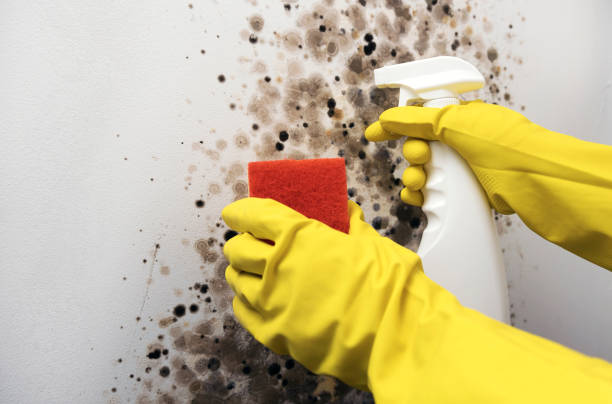 Best Emergency Mold Removal  in Moreno Valley, CA