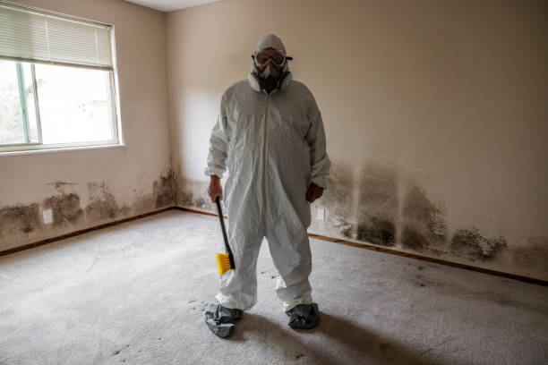 Best Attic Mold Removal  in Moreno Valley, CA