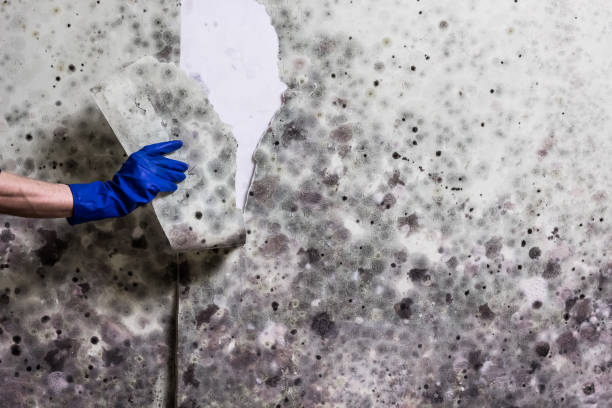 Best Office Mold Removal Services  in Moreno Valley, CA